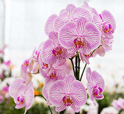 orchidee-web