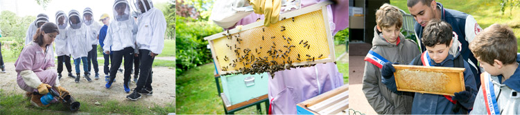 visite des ruches