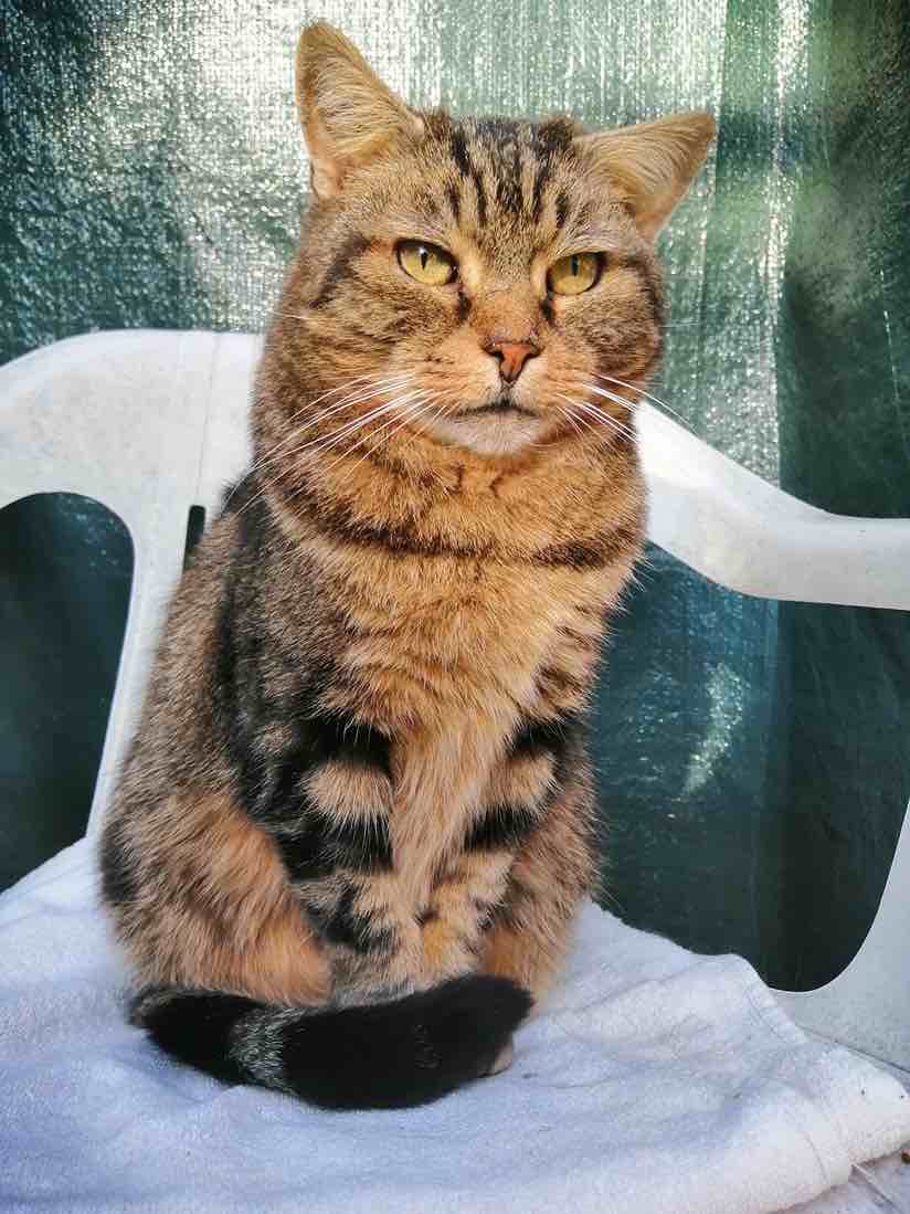 chat (2)