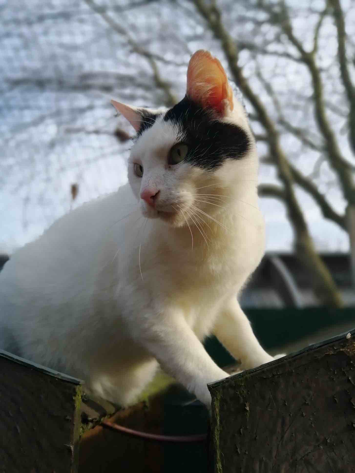 chat (5)