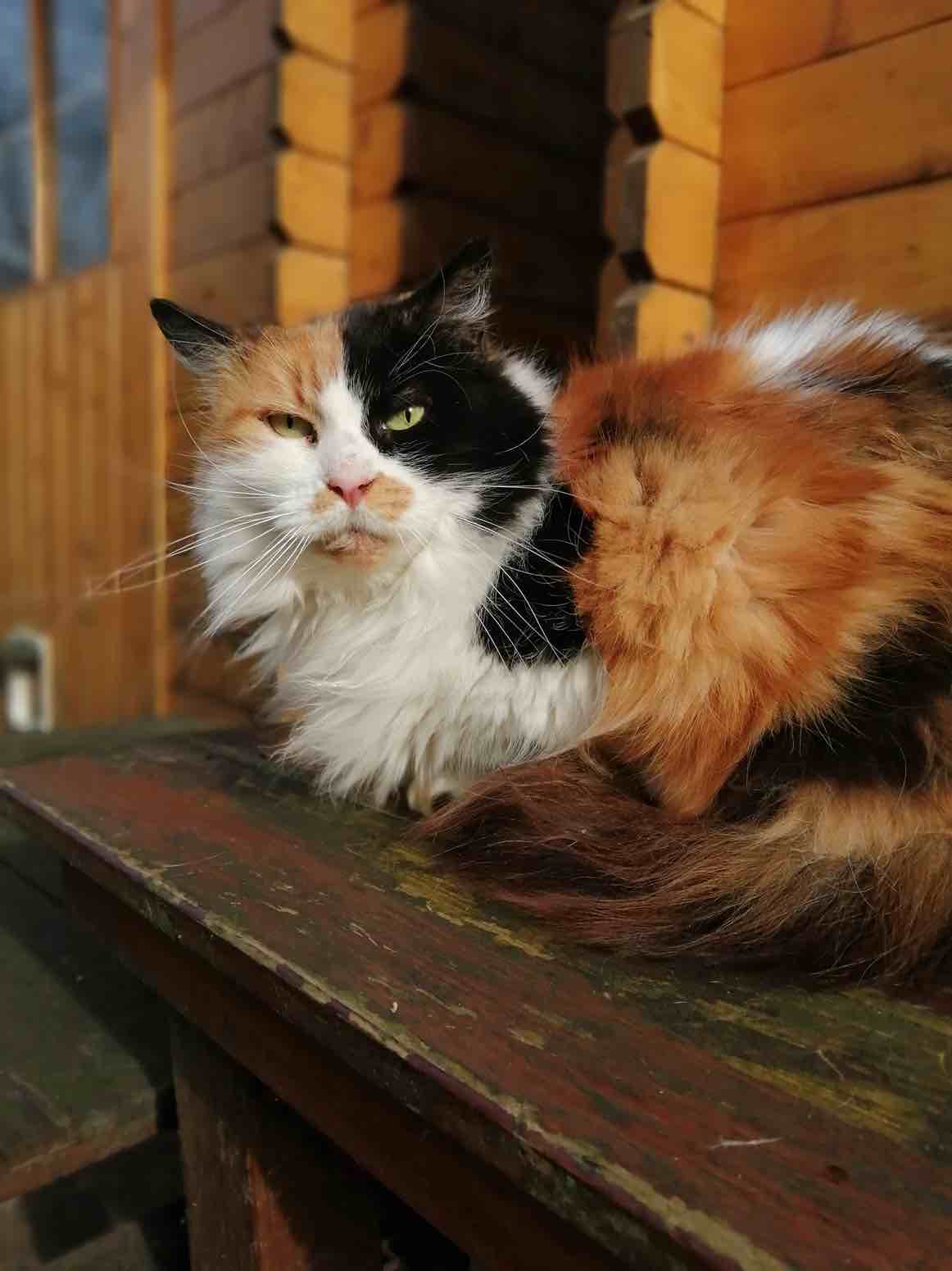 chat (6)