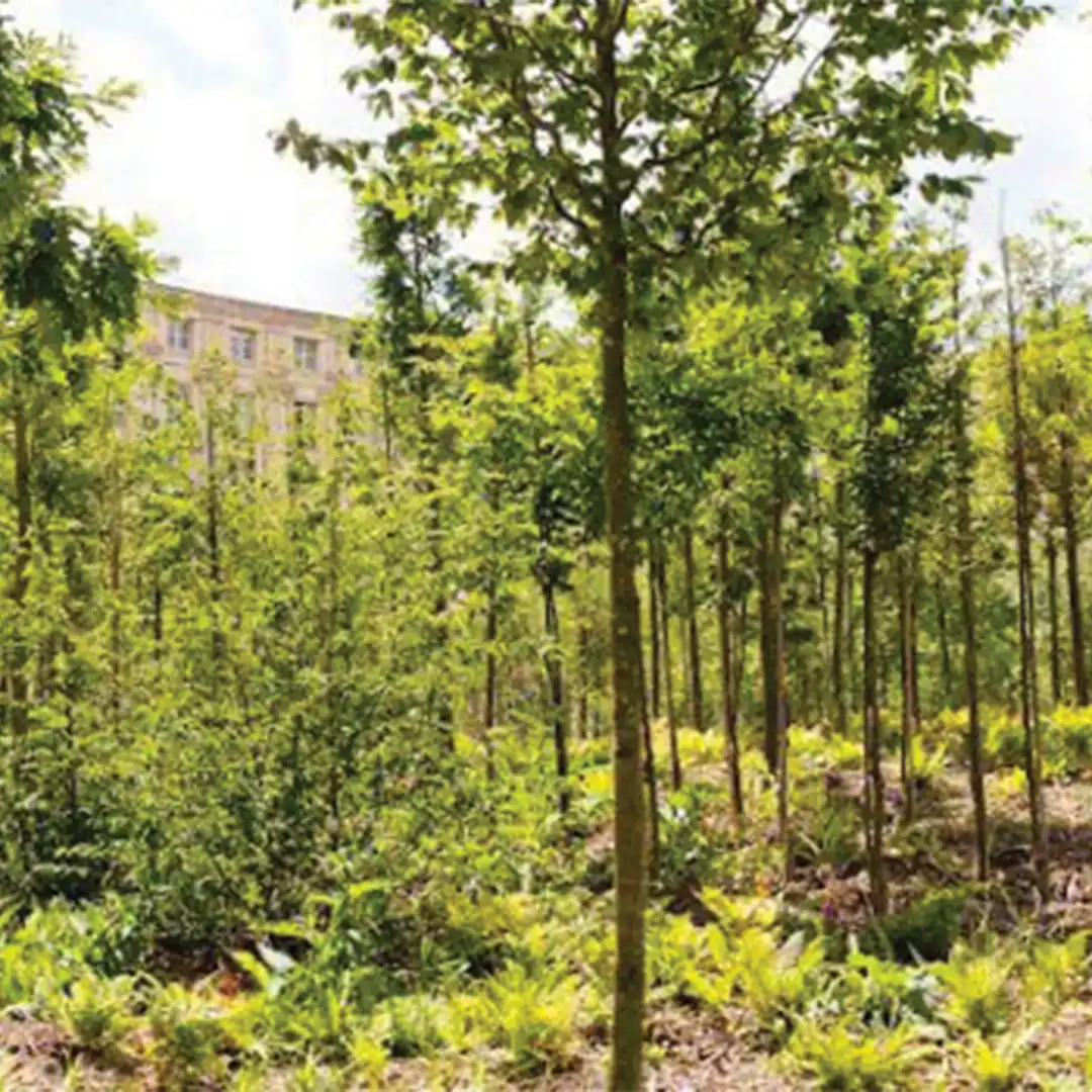 Démocratie participative 7 foret