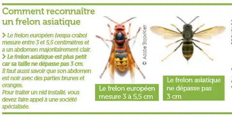 frelon asiatique
