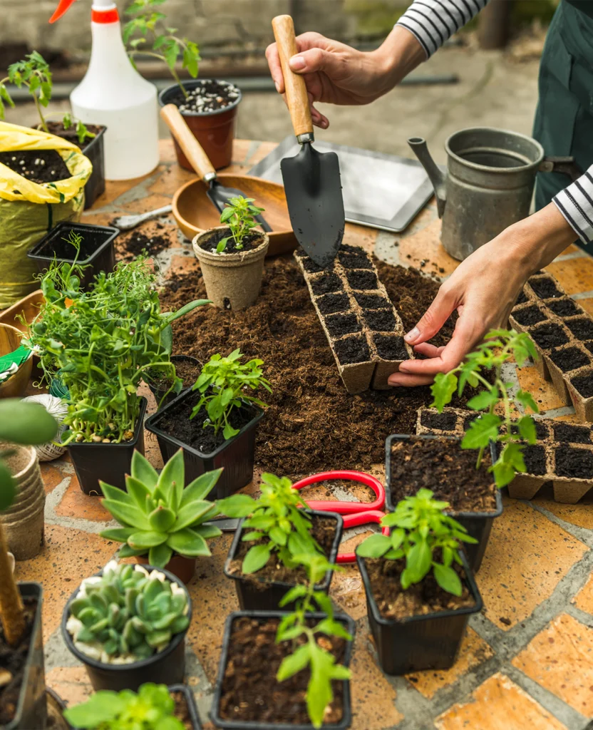 troc plantes