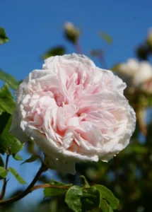 Rose souvenir de la malmaison