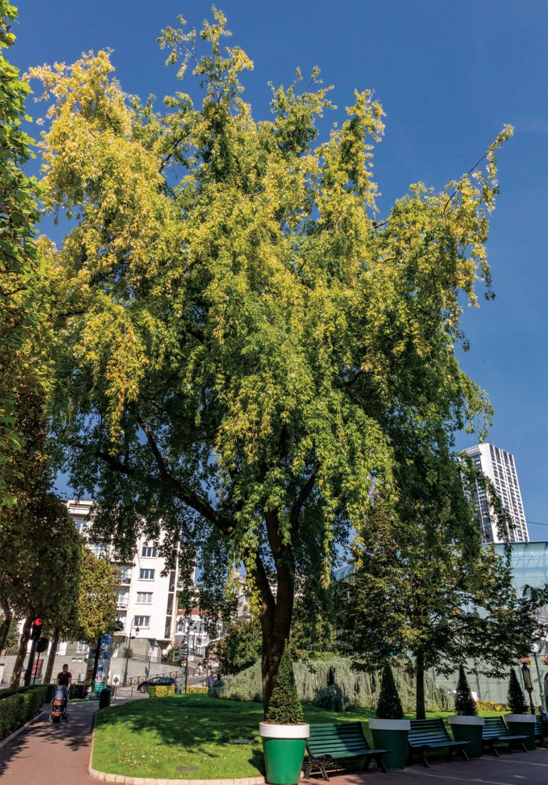 Acer saccharinum laciniatum