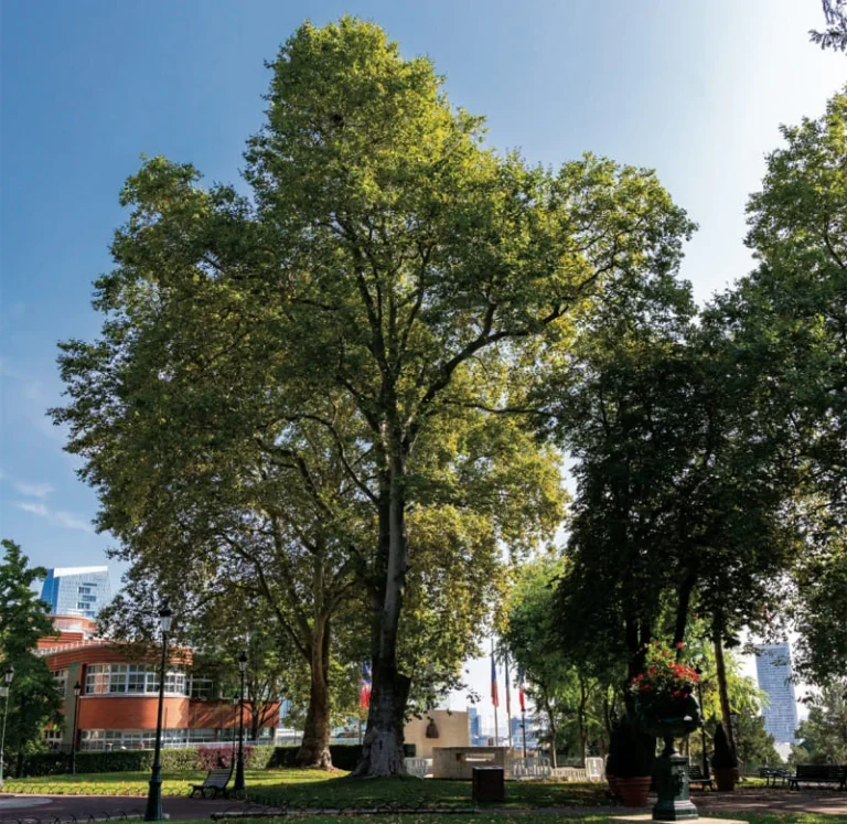 Platanus orientalis-2