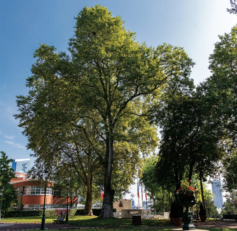Platanus orientalis-2
