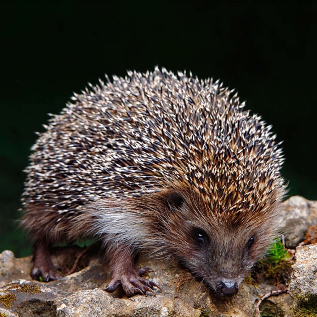 herisson