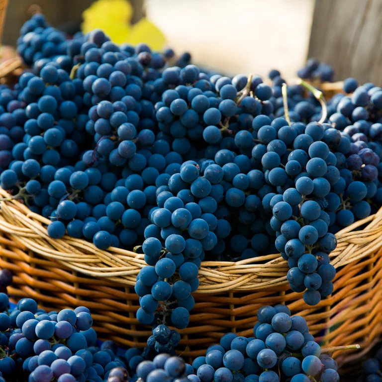 beaujolaisnouveau_web