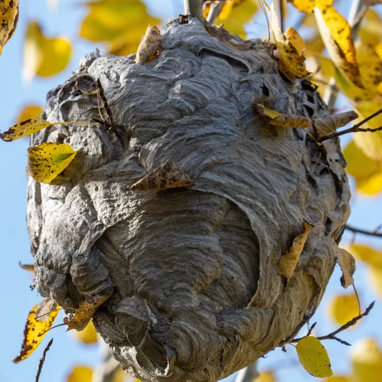 nid-frelon-hiver-WEB
