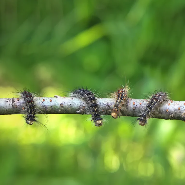 Chenilles processionnaires_V2