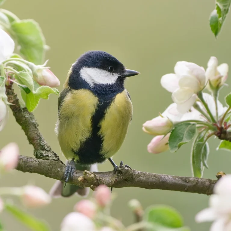 mesanges animaux sauvages