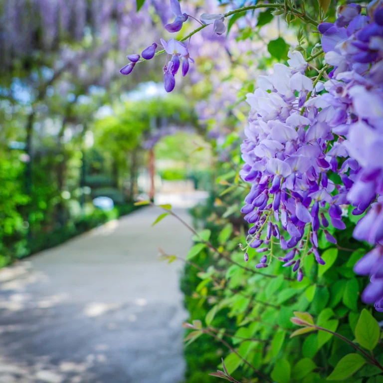 ville fleurie puteaux