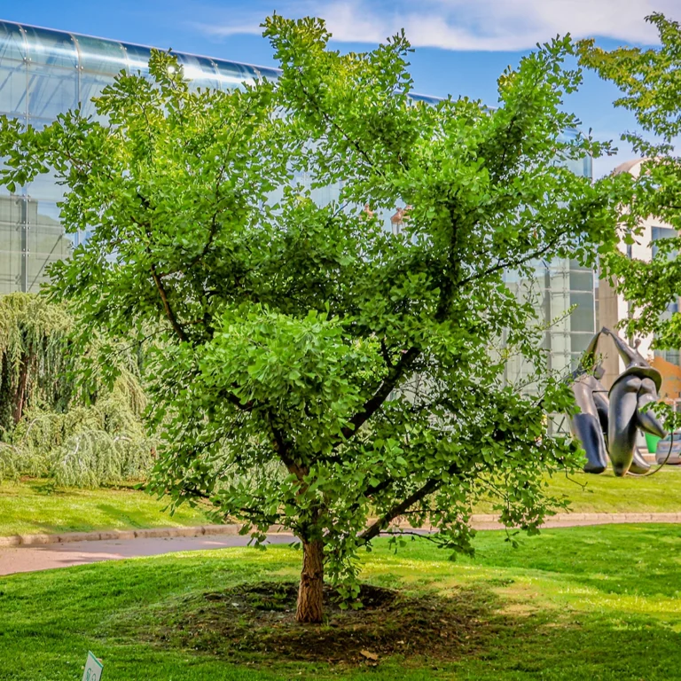 ginkgo biloba web