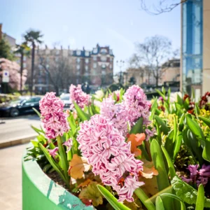 paragraphe fleurs en ville