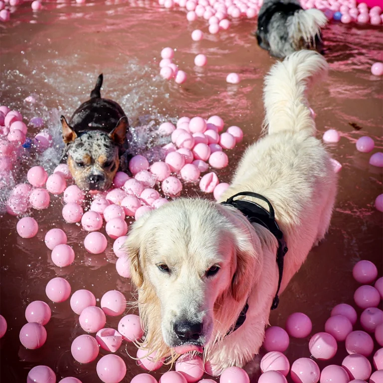 festi dog 2026