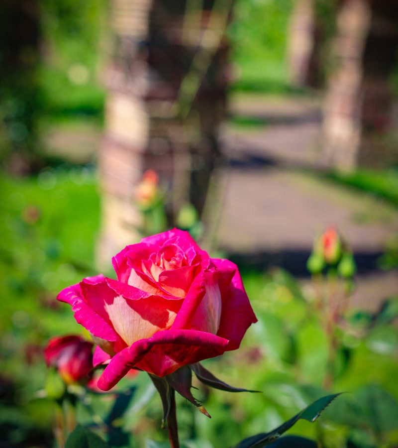 Rose Bolchoï