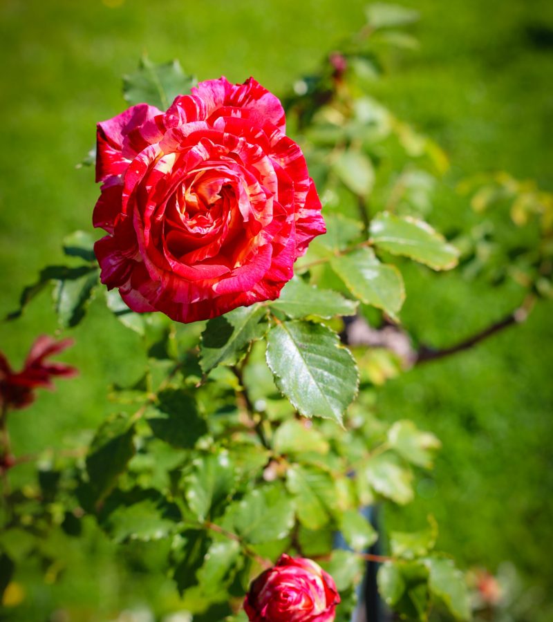 Rose Falbala
