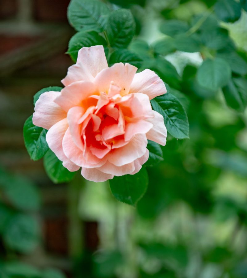 Rose « Julia Renaissance »