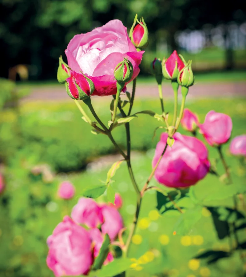 Rose Line Renaud