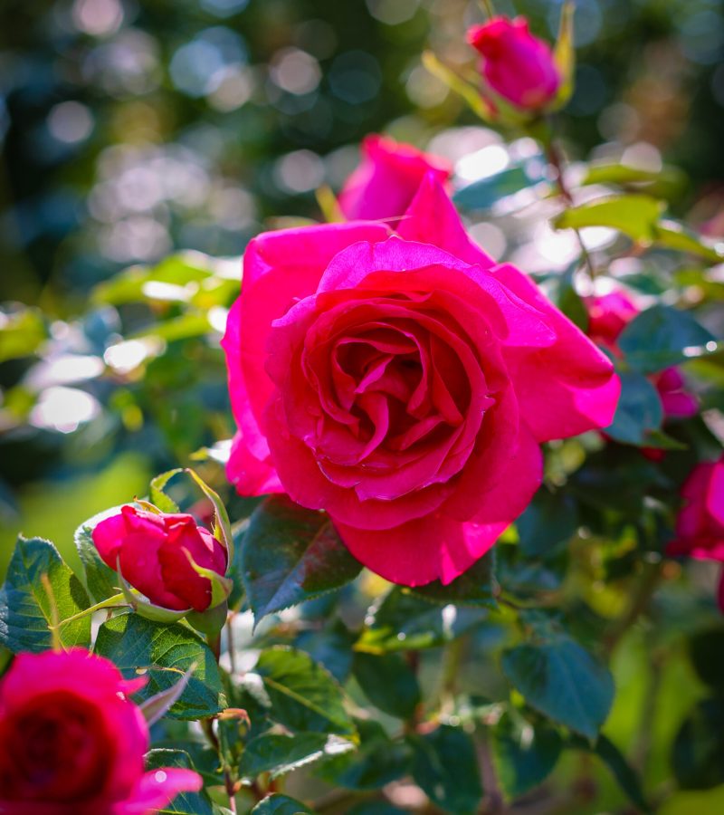 Rose Manon Meilland
