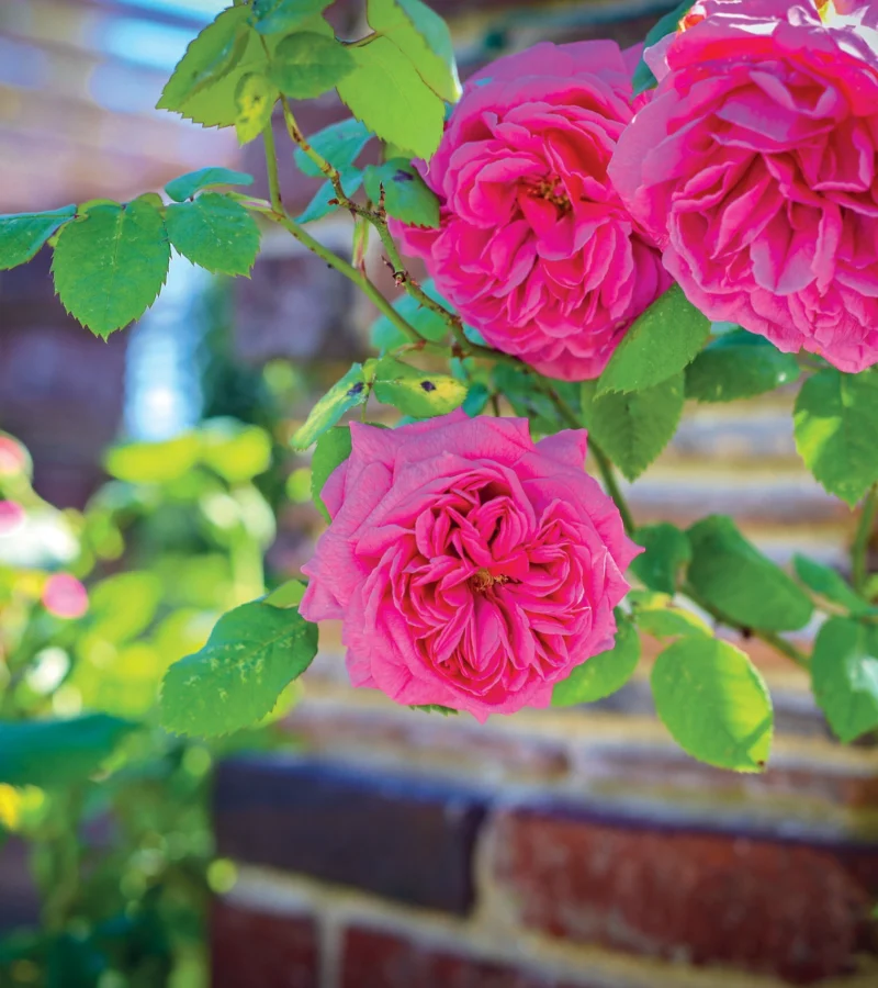 Rosier grimpant « Madame Isaac Pereire »