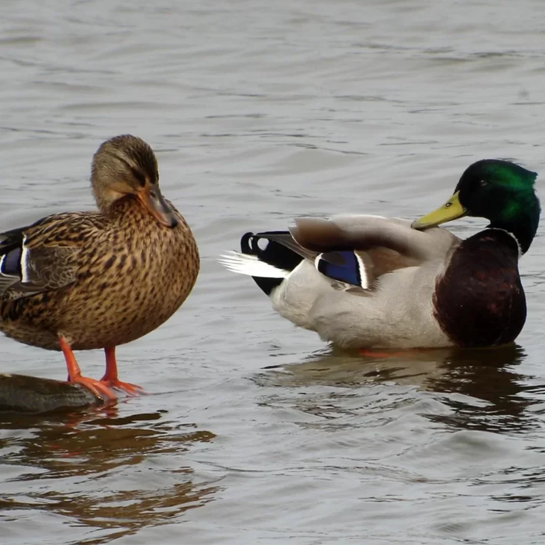canards