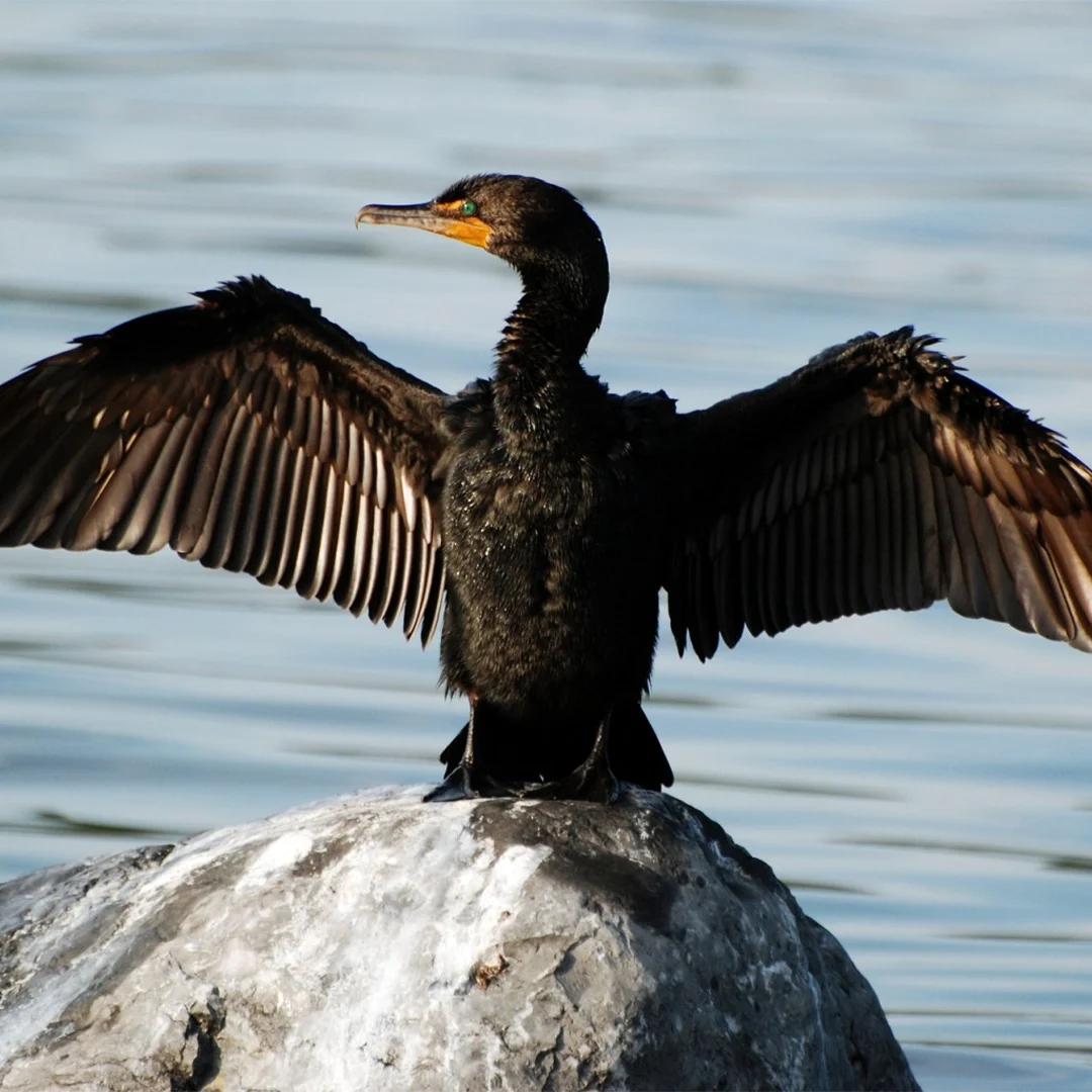 cormorans