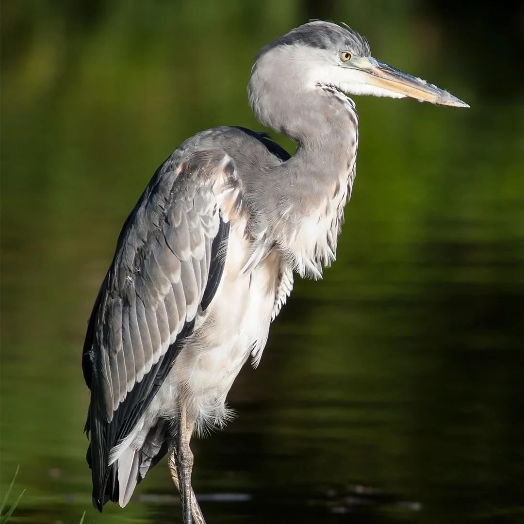 heron cendre