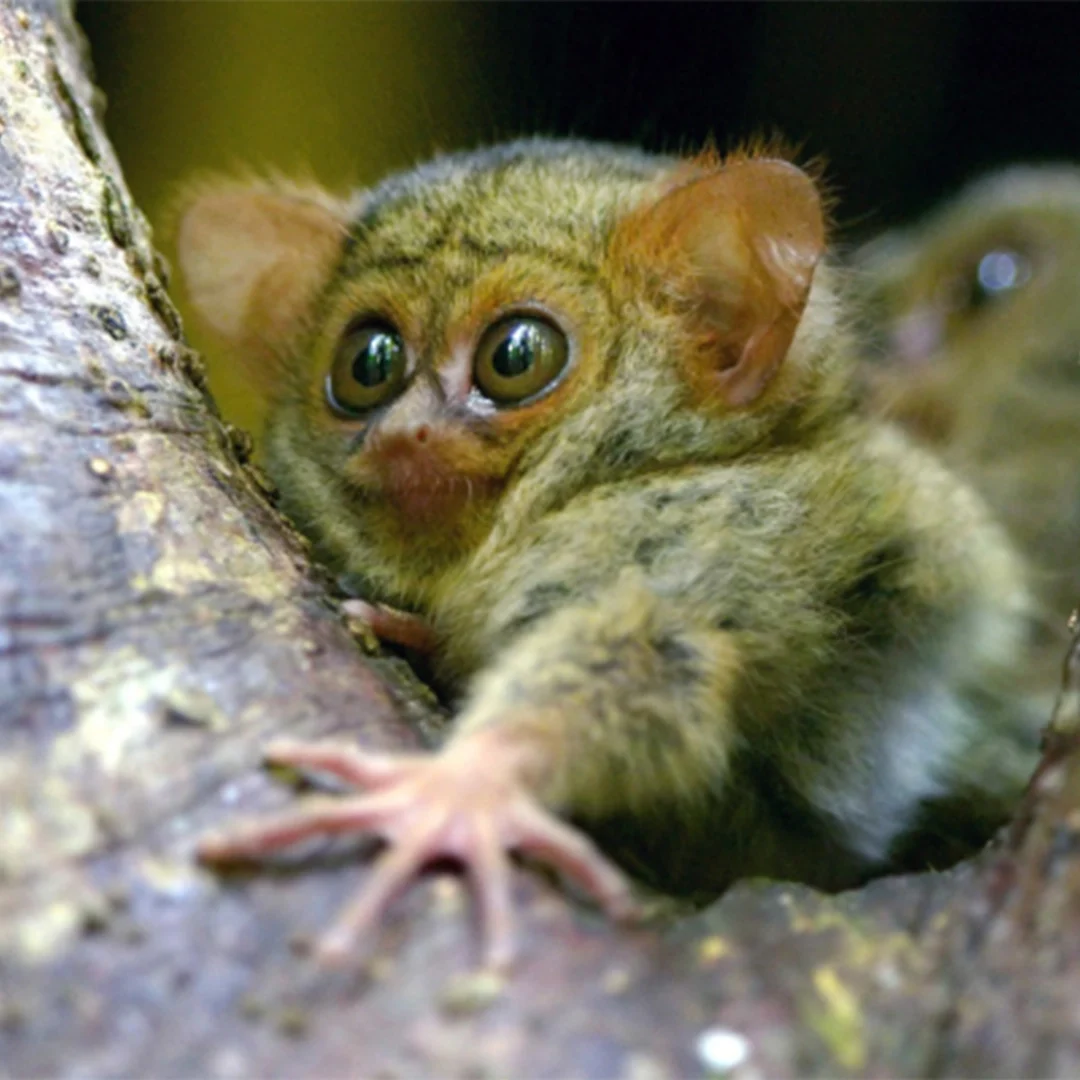 micro folie appel du vide