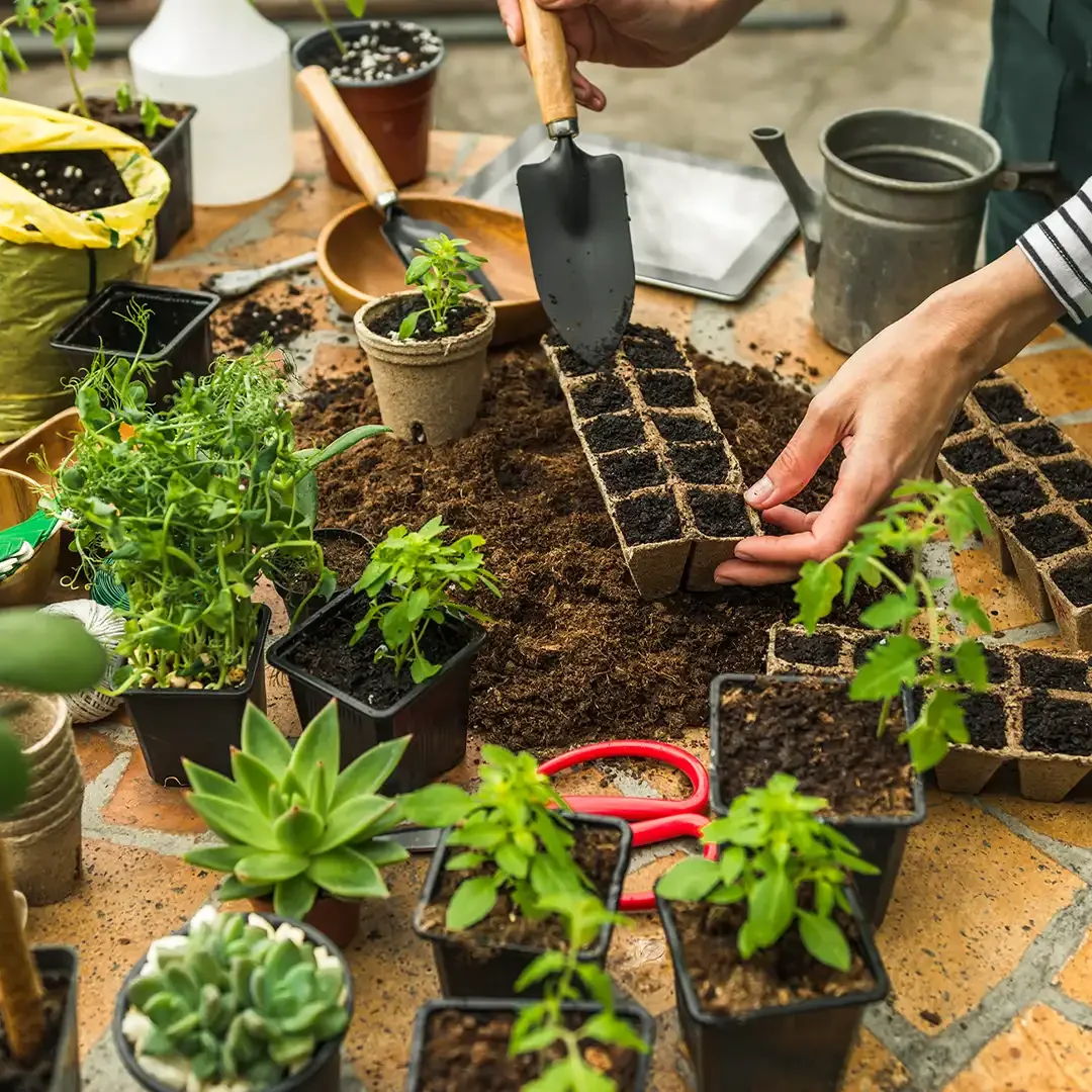 troc aux plantes